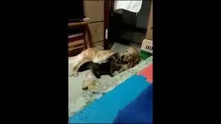 Dog and cat sleeping together