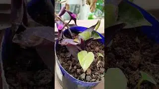 Purple heart plant #gardenplants #garden #garden #gardenflowers #gardentrees #gardening #song #music