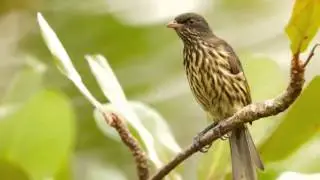 Cigua Palmera o Sigua Palmera Cantando Sonido para Llamar El Mejor