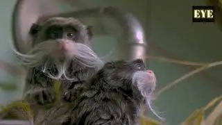 The Emperor Tamarin The Tiny Monkey With a Big Attitude #viral #shortvideo