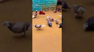 KABUTAR LOVER 🕊️#kabutar #pigeon #pigeons #birds #kabootar #pigeonpose #pigeonlove #kabutarbazi