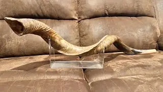 Características de un Shofar Natural versus los pulidos