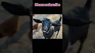 bakra bado badi #pet #comedy #funny #trending #viral