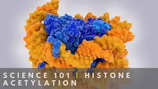 Histone Acetylation simplified