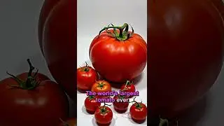 🍅 Mind-Blowing Tomato Facts That Will Change How You Eat Forever! #tomatoes #food #gardening #facts