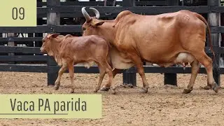Vaca Sindi PA parida brinco 09 - Vendas 2026.1