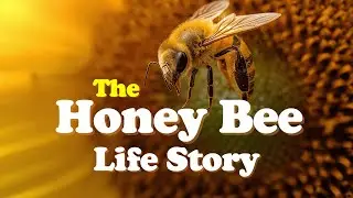 Secrets of the Honey Bee 🐝 Complete Life Cycle & Hidden Facts | Afzal The Curator