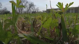 Soil deemed safe at Houston's Fifth Ward Hester House, EPA says