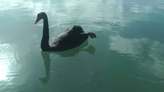 Swans and Ducks at Albert Park Lake