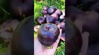 one of the most expensive apple in the world #fruit