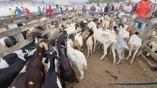 Feira de bode ovelhas 🐑 em cachoeirinha-Pe 28-01-2026 muitas criações 