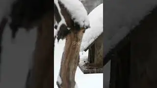 How Birds Survive Freezing Temperatures! 🐦❄️#VocalWonders #naturalwonders