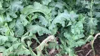 Hybrid Poppy! Cross Pollination?