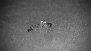 Affectionate Side-Striped Jackals