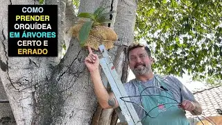 Como Prender Orquídea na Árvore (Certo e Errado)