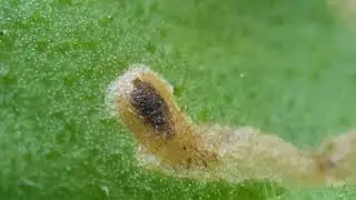 Phytomyza arnicae ikke  Digitivalva arnicella Solblomengm&oslash;ll    Fitjar. Norway 13.07.2024.