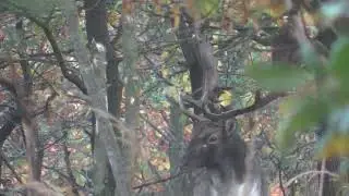 Bekowisko złotomedalowy daniel byk