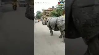 One-horned Rhinoceros from Kaziranga takes a walk on the streets of Assam | Guwahati Plus