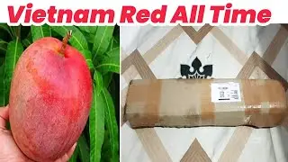 Vietnam Red All Time Mango 🥭 Plant Grafted unboxing 