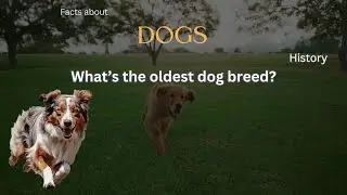 Dog Fact 94 - What&rsquo;s the oldest dog breed?