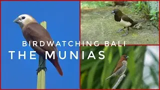 Birdwatching Bali | The Munias | You never been to Bali if you haven't seen Bali birds in nature
