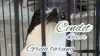 cendet gacor #grejatarung