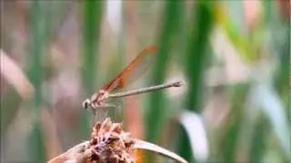 Female American Rubyspot Damselfly, Hetaerina americana, San Diego, California