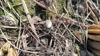 Very beautiful white worm