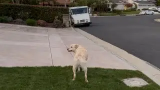 Labrador Retriever&rsquo;s Day Isn&rsquo;t Complete Until This Moment 
