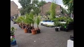 Palms for sale central London july 2017