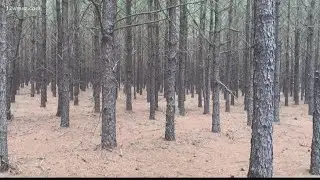 Georgia timber farmers not seeing record profits despite record lumber prices