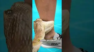 COSA SUCCEDE SE UN SERPENTE VELENOSO TI MORDE E COSA DEVI FARE (credits: @zackdfilms)