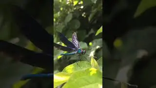 La libellule bleue du potager.