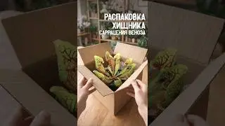 РАСПАКОВКА ХИЩНОГО РАСТЕНИЯ САРРАЦЕНИЯ ВЕНОЗА ИЗ КИТАЯ 🇨🇳|#распаковка #цветыизкитая #саррацения