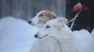The Pawsome History of Dogs Around the World.
