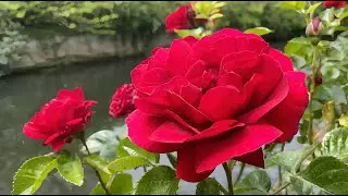 Red Rose by the river | Close Up | Free Footage for MOAH Members