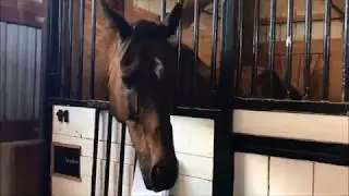 Windsor's Incredible Story: Rescue to Rider