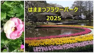2025年4月8日　はままつフラワーパーク　ラナンキュラスラックスのキメラ発見
