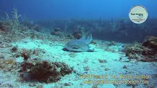 Dive Belize with Hazel Adventures | Small Group Scuba Tours in San Pedro