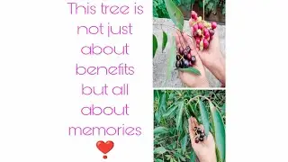 These fruits bring smile on our face☺️😊... #childhoodmemories #crazyfights. నేరేడుపళ్ళు😋