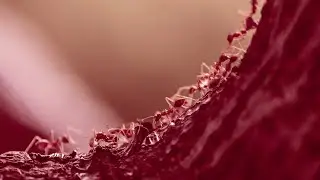 8d Spiral of ants by Lemon Demon