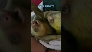 Sloths can Swim 3x Faster Than They can Walk!