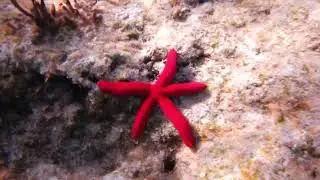 Purpur-Seestern (Ophidiaster ophidianus)