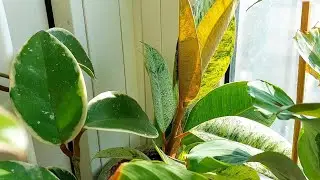 Кімнатні рослини🌿 на підвіконні