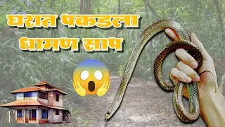 🟢 Snake at Home 🏠😳घरात पकडला धामण साप 😱