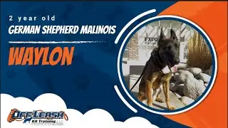 German Shepherd Belgian Malinois Mix 🐾Off leash Training | Best Dog Trainer | Reno, NV🐾