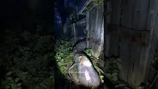 snakes at night