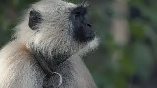 INDIA: Monkey business