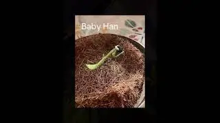 Photos and videos of Han, rest in peace my giant Asian mantis 