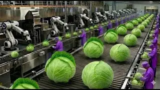 Inside the Giant Cabbage Factory The Journey from Fresh Vegetables to Delicious Canned Food 🥬🥫